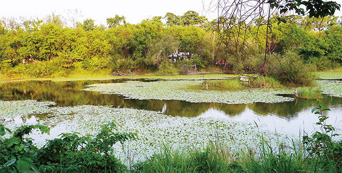 Niaosong Wetlands Park