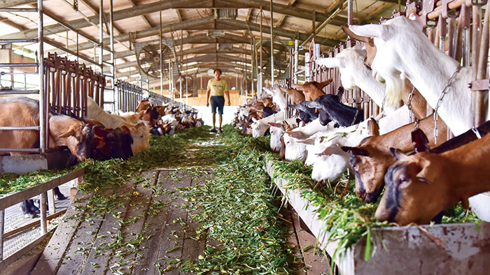 Heguang Goat Farm