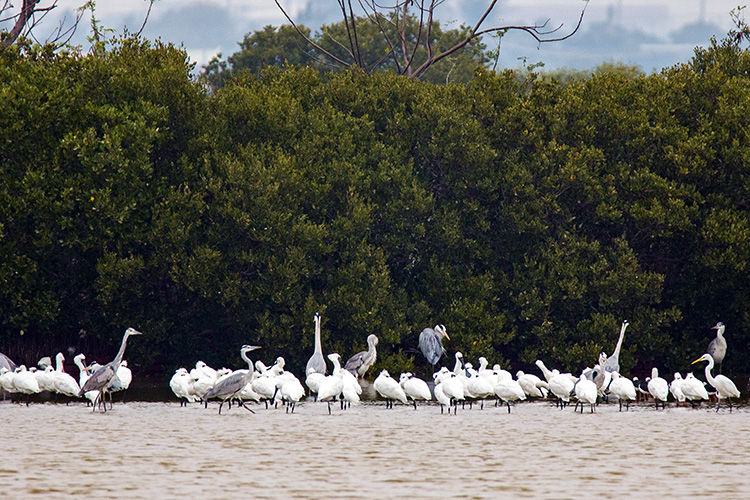 Fish, Salt & Spoonbills: Yongan
