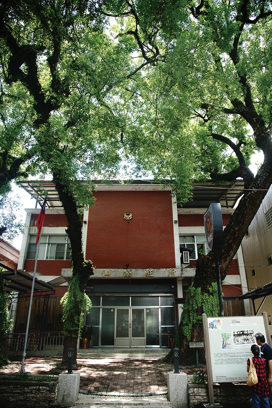 Camphor Trees Recall Jiasian's Captivating History