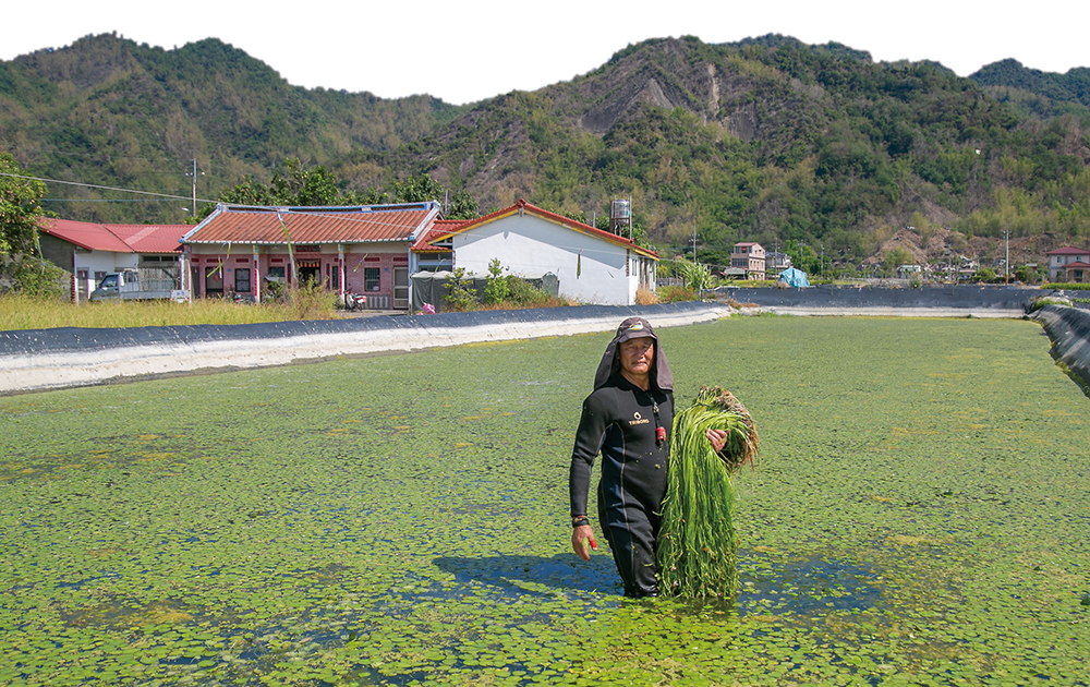 Meinong's Wild Lotus