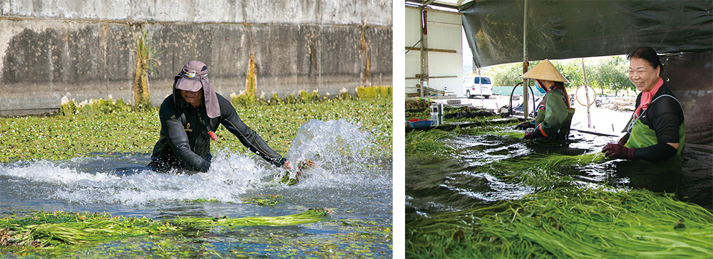 Meinong's Wild Lotus