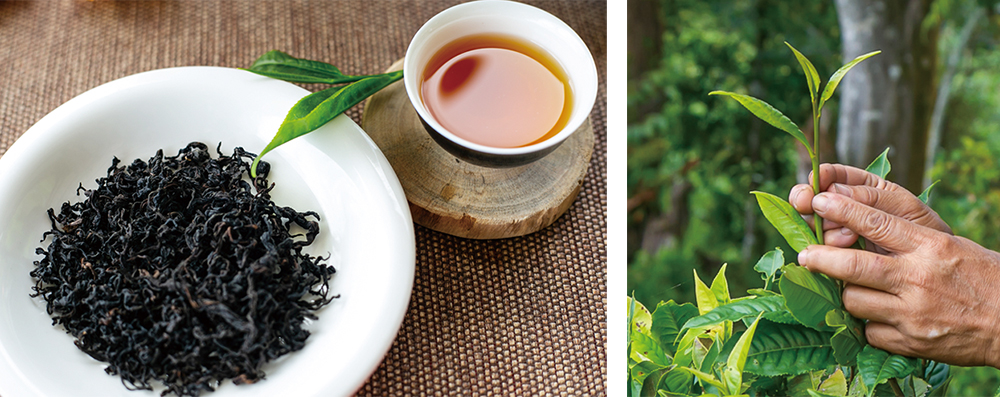 桃源区宝山集落　茶園での茶席体験