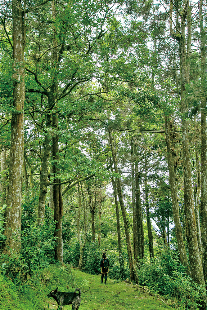 桃源区宝山集落　茶園での茶席体験