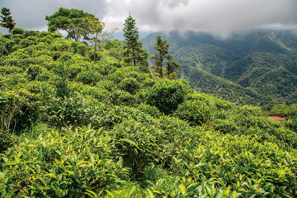 桃源区宝山集落　茶園での茶席体験
