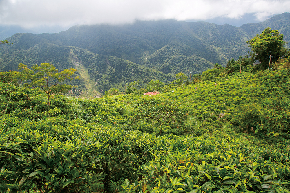 Baoshan Village Lures Visitors with Tea Tasting Experiences