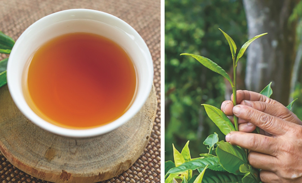 Baoshan Village Lures Visitors with Tea Tasting Experiences