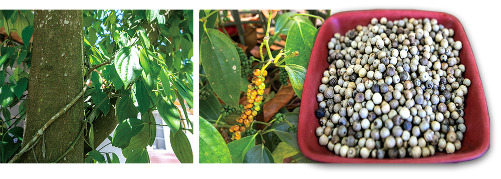 Shihshan Pepper Plantation