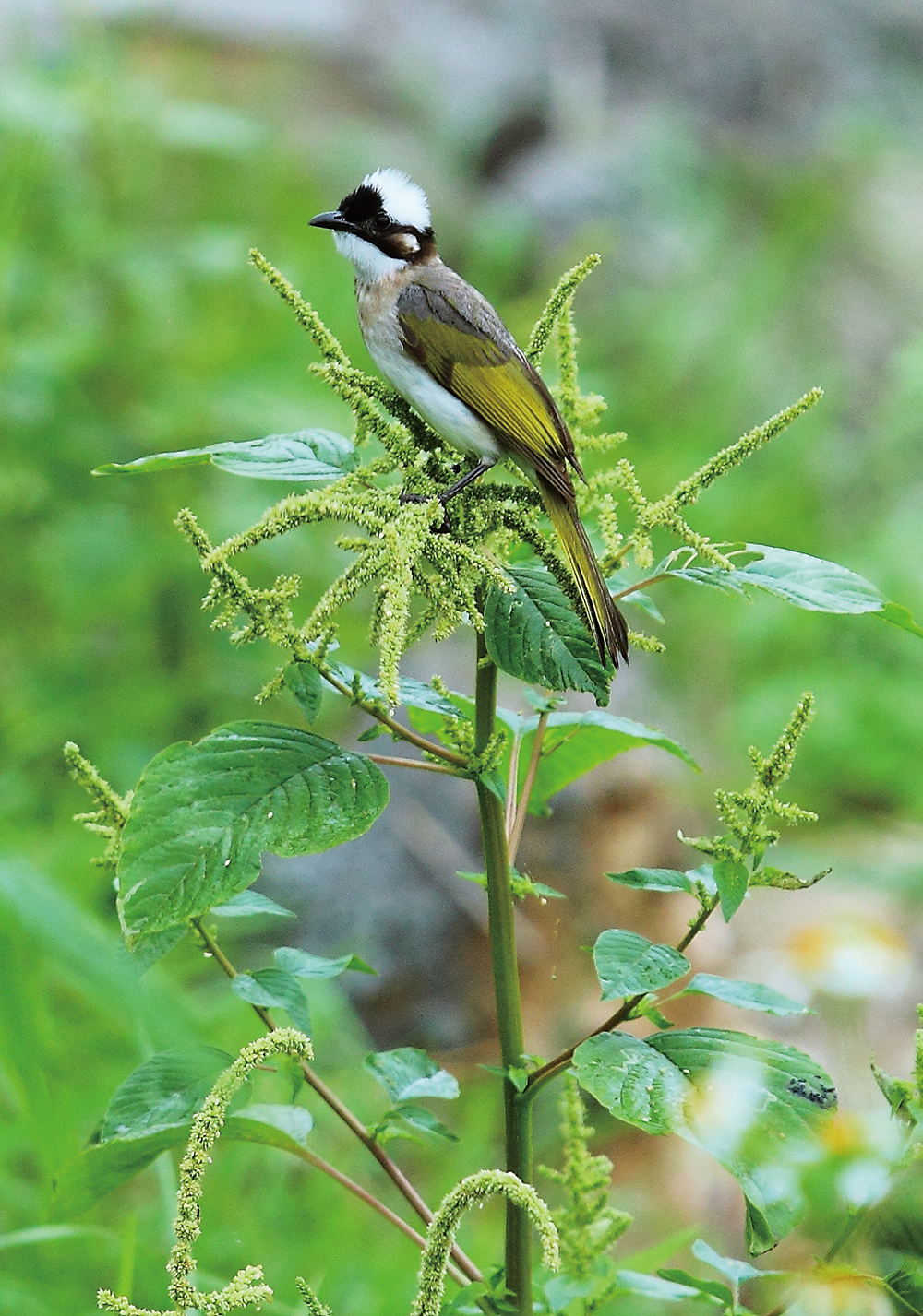 美濃湖 水鳥の保護増殖活動