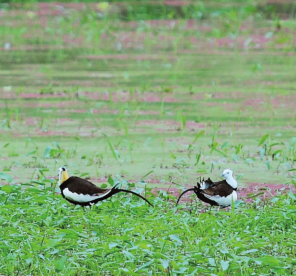 美濃湖 水鳥の保護増殖活動