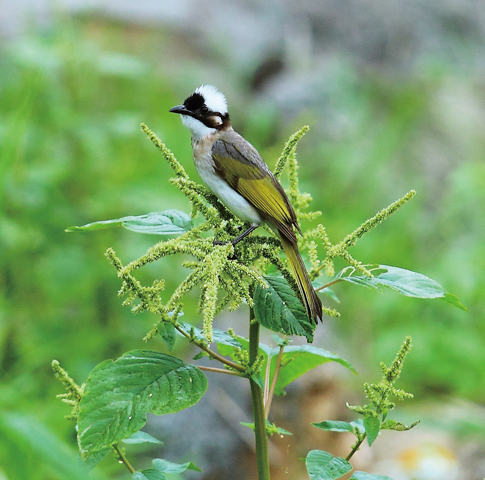 Preserving the Pheasant-tailed Jacanas around Meinong Lake