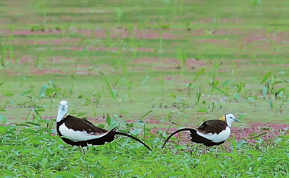 Preserving the Pheasant-tailed Jacanas around Meinong Lake