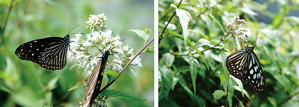 Photos by Zeng Sin-yao