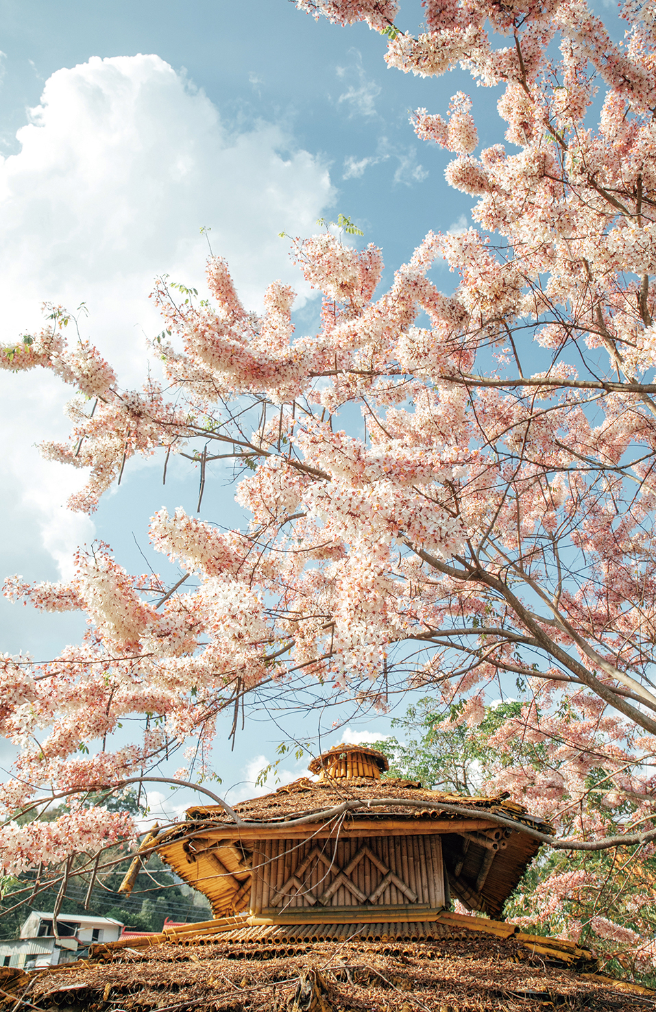 ◎Photo by Cai Jia-lun  撮影：蔡嘉瑋