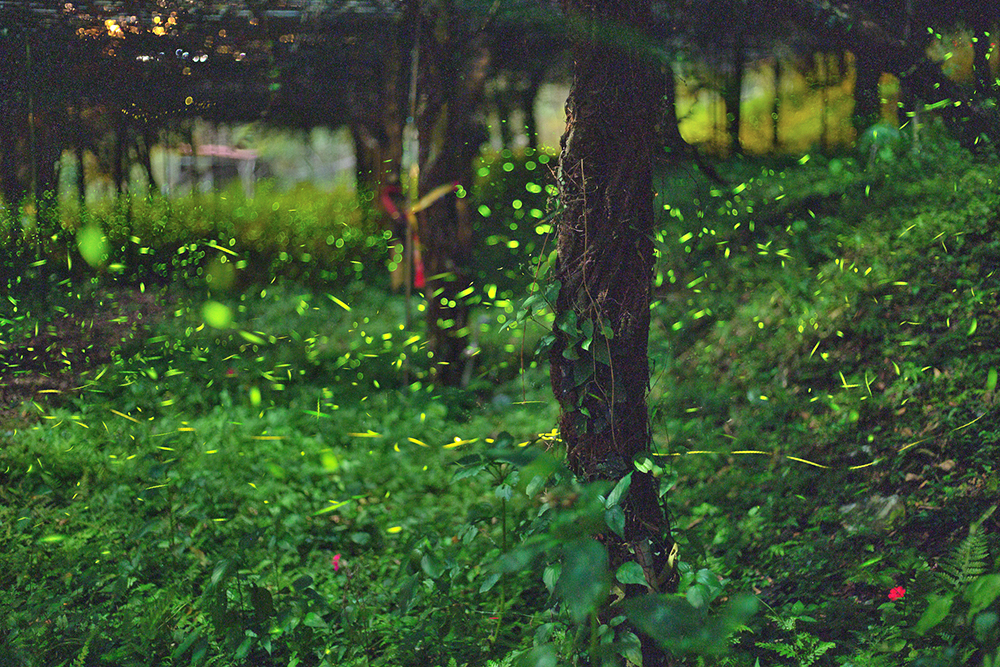 ◎Photo by Huang Jing-wen 撮影/黄敬文