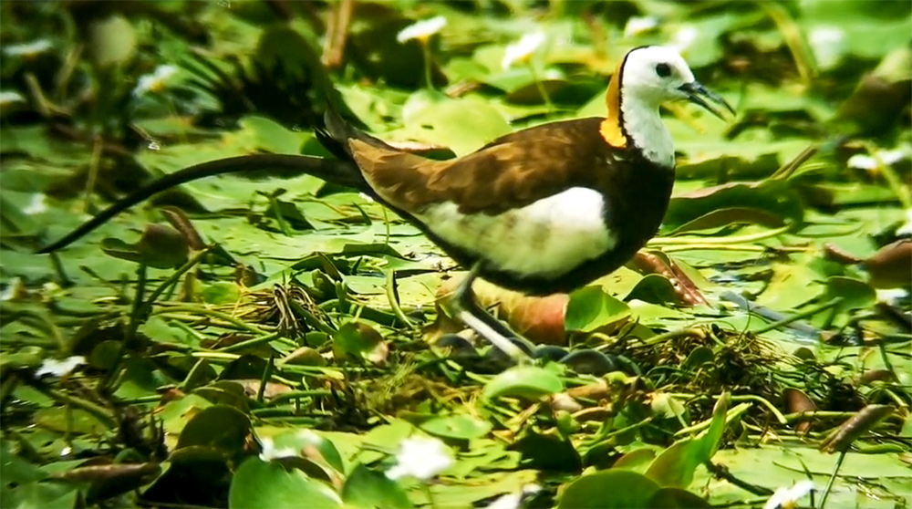 高雄鳥會調查舊鐵橋濕地已發現逾140種鳥類築巢留居，有凌波仙子之稱的水雉更是濕地嬌客。（圖片提供/上：中華紙漿久堂廠；下：高雄鳥會志工曾清風）