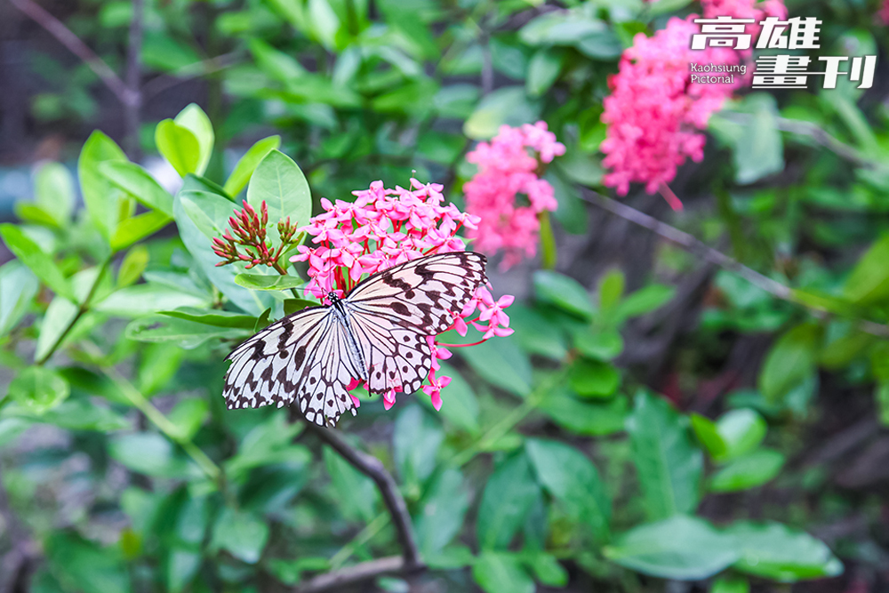 金獅湖蝴蝶園。(攝影/李瑰嫻)