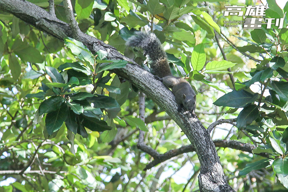 原生植物園也提供許多供動物休憩及躲藏的空間。(攝影/李瑰嫻)