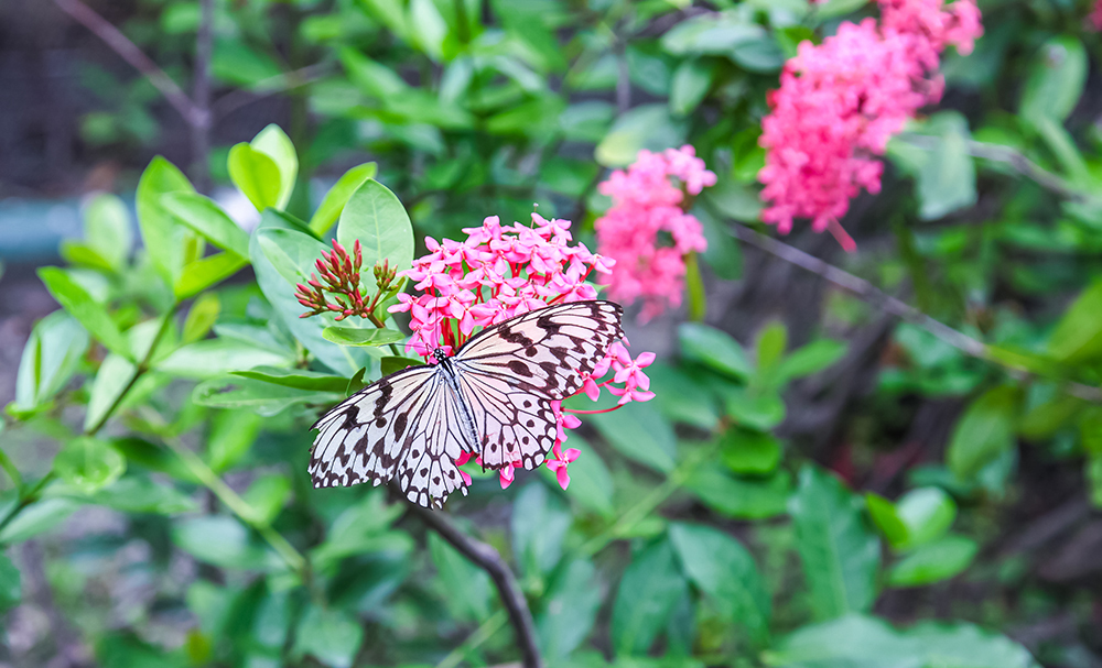 都市裡的秘密生態樂園 金獅湖蝴蝶園x原生植物園