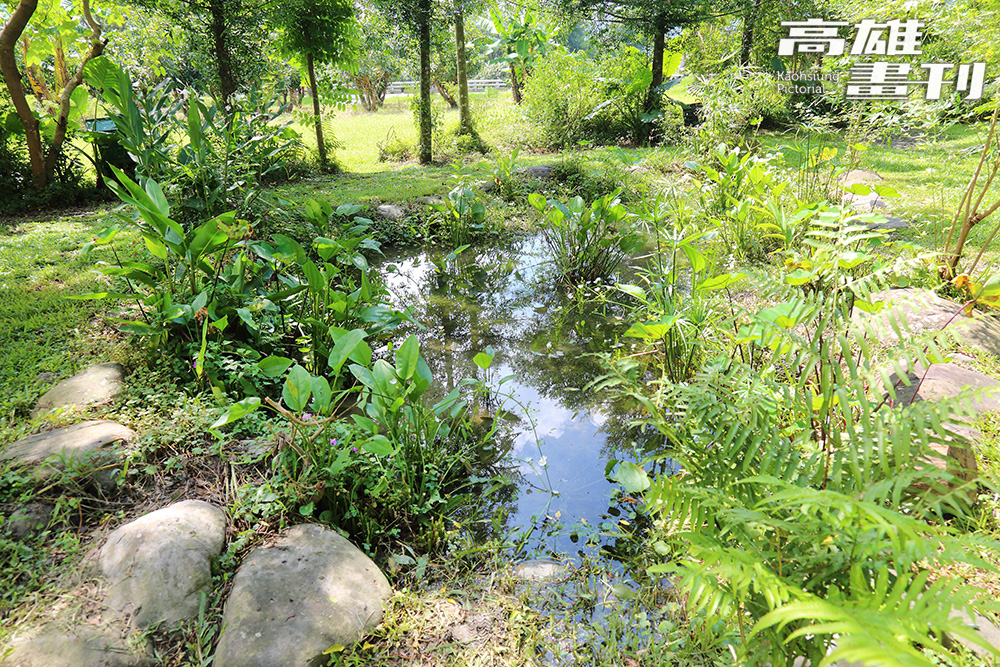 在多多鳥濕地學校水池周邊，已觀察到多達15種青蛙。(攝影/Carter)