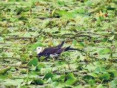 Photo courtesy of Kaohsiung Wild Bird Society