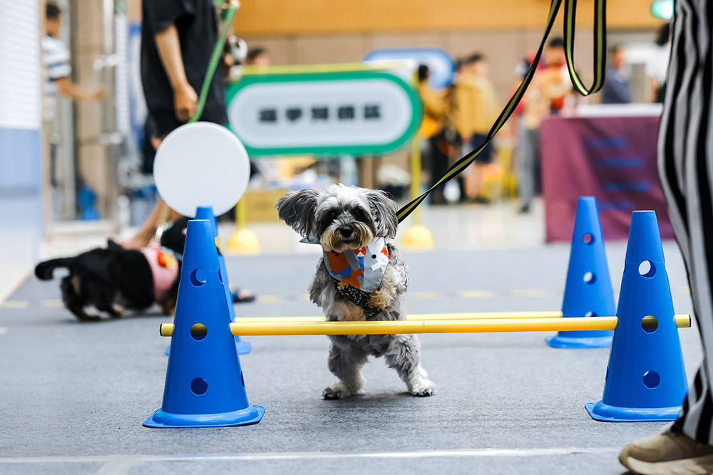 「2024好伴bàn毛孩嗷運會」系列活動最終場「犬力衝刺障礙賽」， 40位毛孩選手勇闖八道關卡全力衝刺。(圖片提供/高雄市動保處)