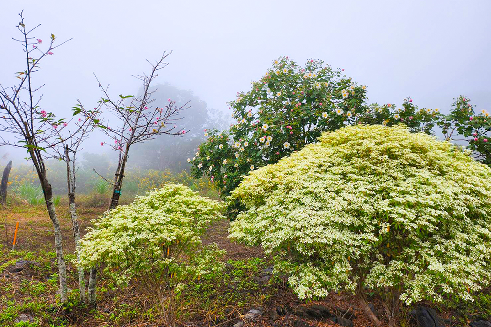 園區內四季花卉綻放，白雪木、梅樹、桃樹、藍花楹等各式花木點綴其間。(圖片提供/遠山望月溫泉營區)