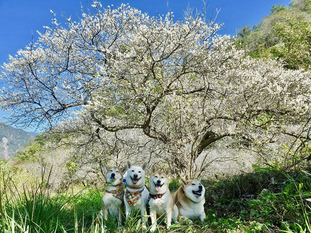 在梅樹下露營野餐如身處在日本櫻花園一樣浪漫。(圖片提供/梅園野營秘境)