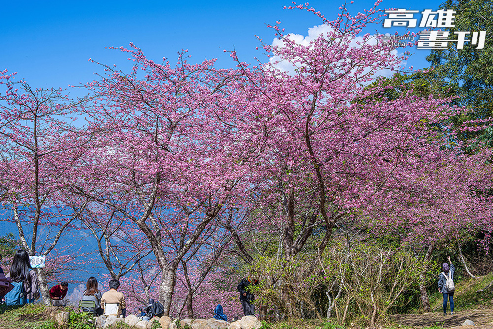 寶山二集團櫻花公園的八重櫻從1月中旬開始盛開，編織成浪漫的粉色櫻花海。(攝影/黃敬文)