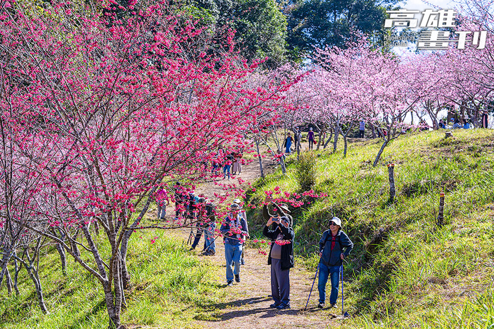 寶山二集團櫻花公園。(攝影/黃敬文)