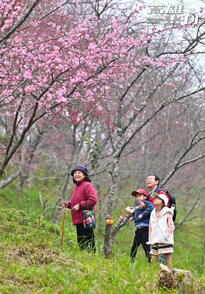 寶山二集團櫻花優美，成了春天必訪的賞花聖地。(攝影/Carter)