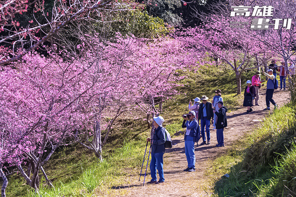 櫻花公園內近5千棵櫻花交替綻放，從1月中到3月都能欣賞到不同品種的櫻花。(攝影/黃敬文)