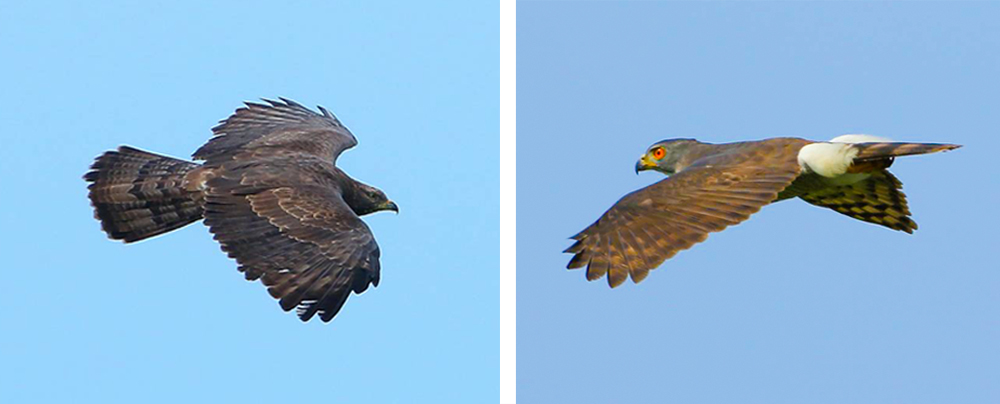 左上為灰面鵟鷹、右上為白肩雕幼鳥、左下東方蜂鷹、右下為鳳頭蒼鷹。(圖片提供/鄧柑謀)