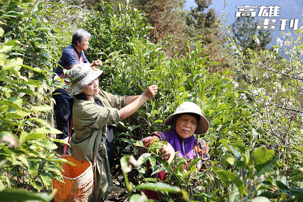 出身桃源寶山部落的杜寶珍返鄉接手茶園家業，與父母親繼續守護自然野放的原生山茶。(攝影/Carter)