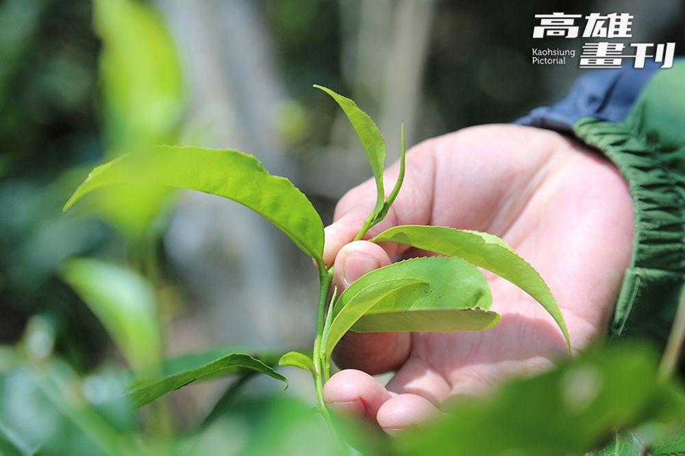 不同於代工製程，解釋微批次發酵的康普茶，10片茶葉可能來自10棵茶樹，每一桶釀造就是一個宇宙。(攝影/Carter)