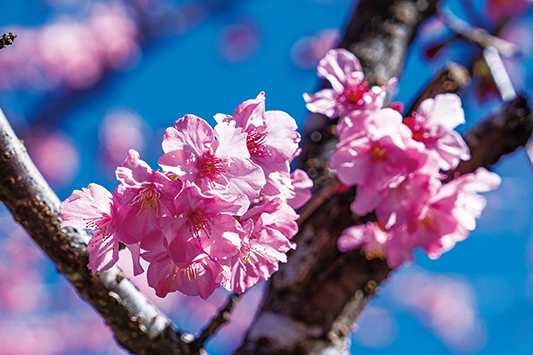 ピンク色の花の海 宝山はロマンチックな桜の季節