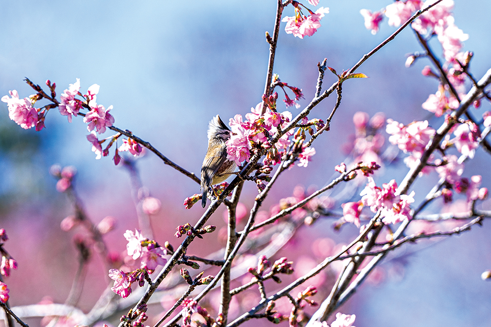 Photo by Huang Jing-wun