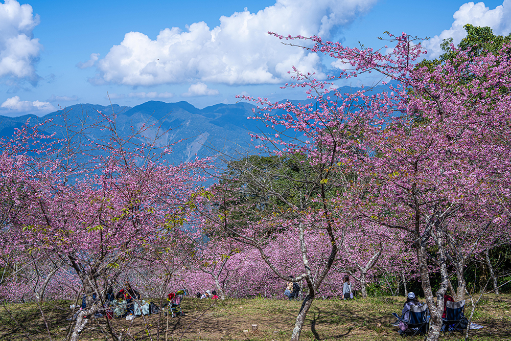 Discover Romantic Cherry Blossoms in Baoshan