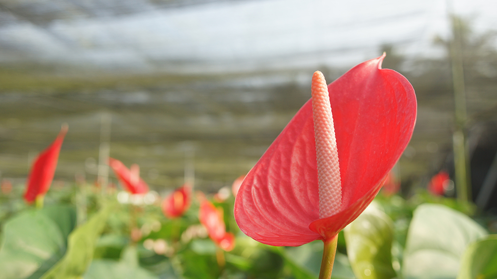 紅色火鶴花代表熱情豪放、地久天長雙枝寓意心心相印。（照片提供／真美花園）
