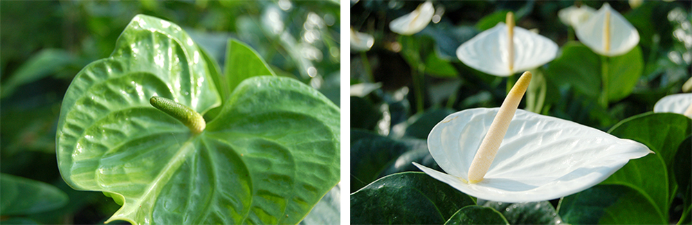翠綠（左）和月亮女神（右）是日本人偏愛的綠色與白色品種火鶴花。（照片提供／真美花園）