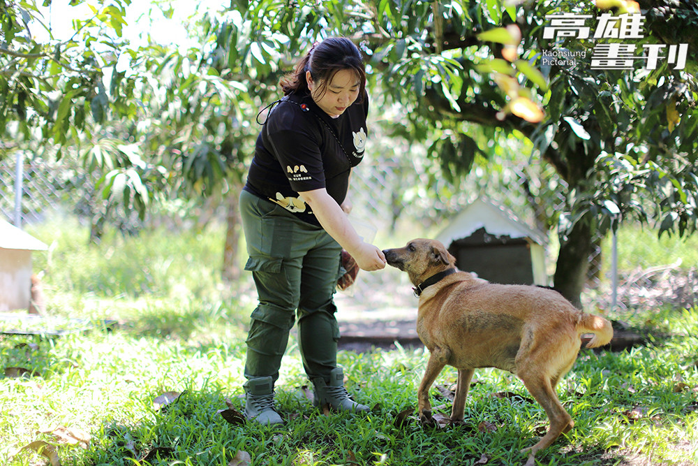 「狗來富專案」將收容所的浪浪化身果園守護者,創造人與人、動物、土地間的深厚連結,讓善循環不息。(攝影/Carter) 「狗來富專案」將收容所的浪浪化身果園守護者,創造人與人、動物、土地間的深厚連結,讓善循環不息。(攝影/Carter)