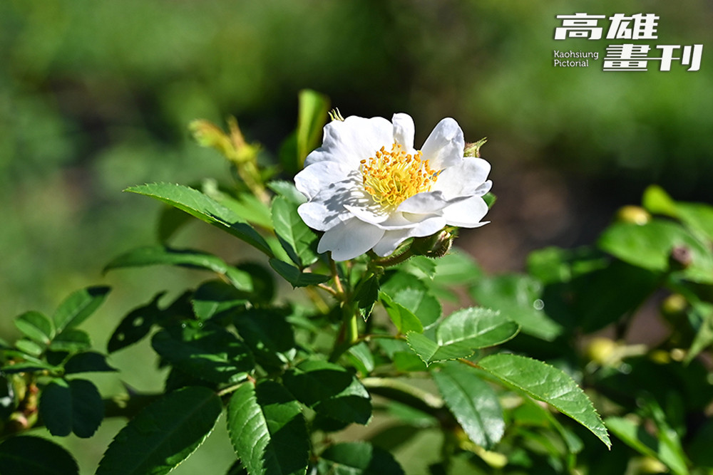 臺灣原生種薔薇耐性極佳，非常適合作為砧木，用來嫁接繁殖其他品種。(攝影/Carter)