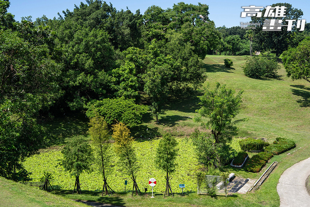 公園裡的水塘滿佈台灣萍蓬草、印度莕菜等水生植物，孕育紅冠水雞、黃頭鷺與翠鳥等水鳥，是生態健康的指標。(攝影/黃敬文)