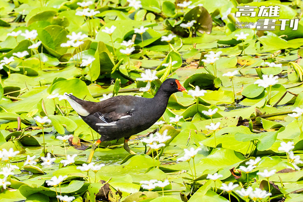 紅冠水雞出沒在池塘中或水邊草叢。紅色嘴喙往上延伸到額板，以植物和水生昆蟲為食，會一次繁育多隻幼鳥。(攝影/黃敬文)
