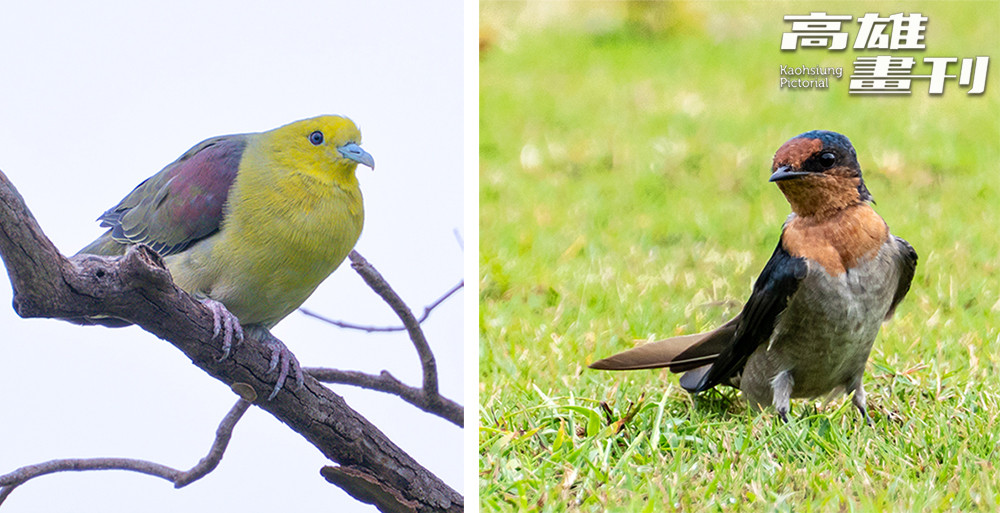 樹林是許多鳥類的棲地，也是生態系中的一環。在高雄果嶺自然公園可觀察到綠鳩(左)與洋燕(右)的身影。(攝影/黃敬文)