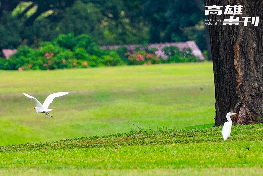 高雄果嶺自然公園有草原、丘陵、水塘與樹林等地貌，景觀多樣的同時也成為生物們棲地，因而具備豐富的生態。(攝影/黃敬文)