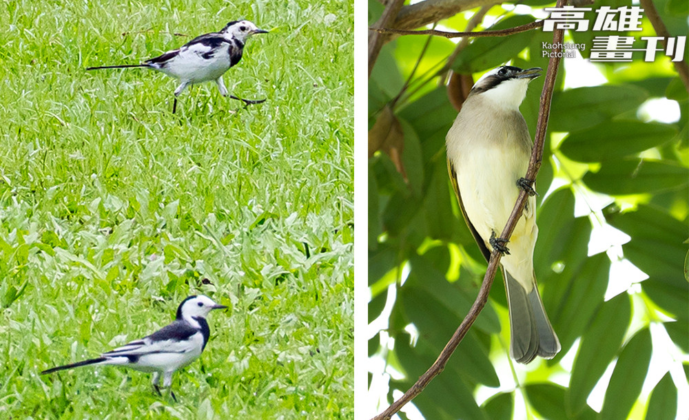 左圖為白鶺鴒，常可在球道上看見快速移動、擺動尾羽的身影；右圖為棲身樹影間休息的白頭翁。(攝影/黃敬文)