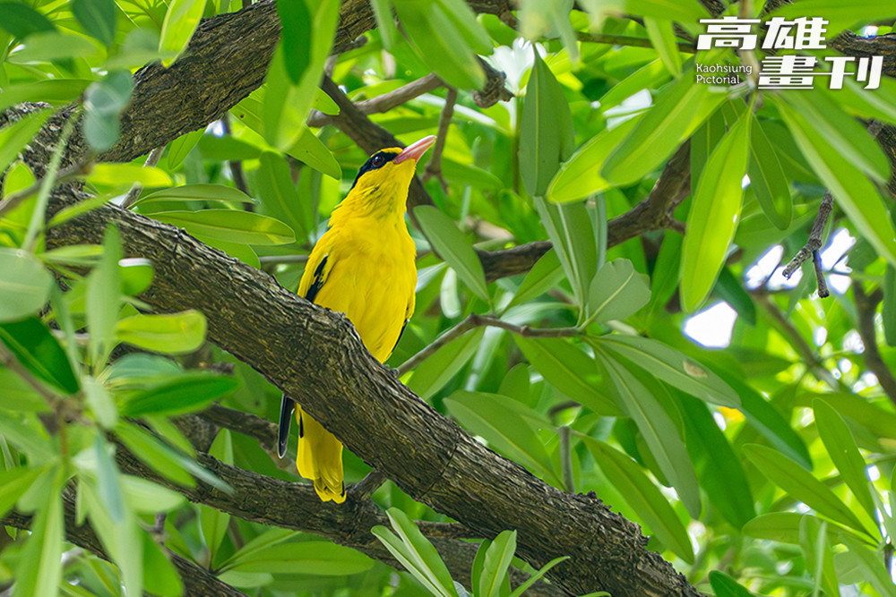 黄鸝體色黃黑相間，生活在樹冠層。食性雜素不忌，叫聲多變且優美動聽。因棲地破壞導致數量稀少，目前為野保法公告的二級保育類動物。(攝影/黃敬文)