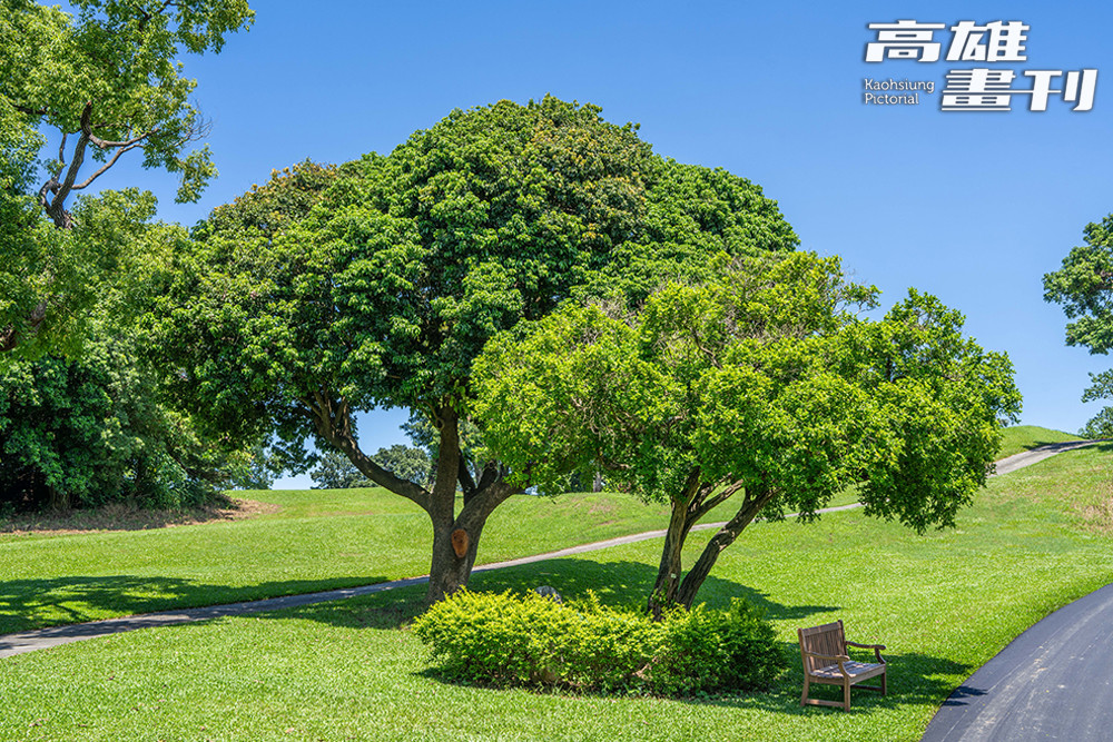 公園內的七里香(圖中木椅後方)在公園中廣泛種植，3至4月開花時香氣綿延遠播，正如其名。(攝影/黃敬文)