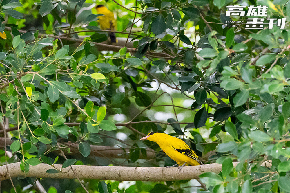 高雄果嶺自然公園是鳥類的天堂。圖為公園一隅的黃鸝鳥身影。黃鸝鳥警覺性高、怯懦怕人，不易觀察。(攝影/黃敬文)